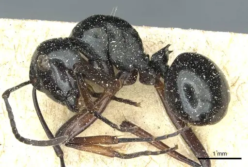 Polyrhachis aruensis specimen CASENT0912102 image casent0912102_3
