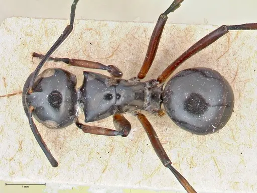 Polyrhachis aruensis specimen FOCOL2671 image focol2671_1