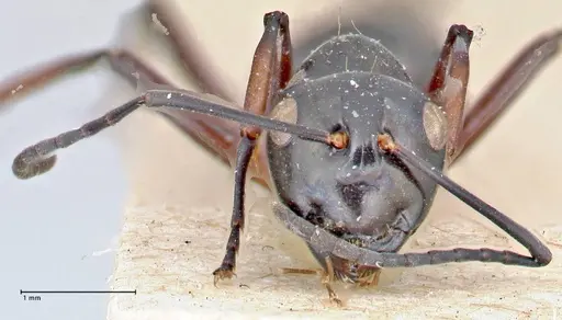 Polyrhachis aruensis specimen FOCOL2671 image focol2671_2