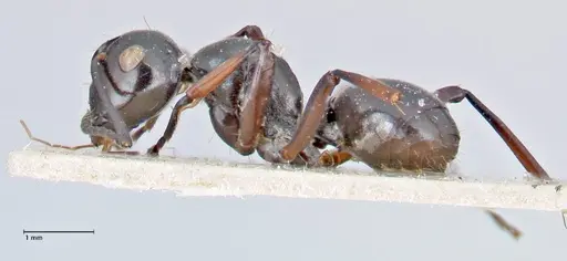 Polyrhachis aruensis specimen FOCOL2671 image focol2671_3