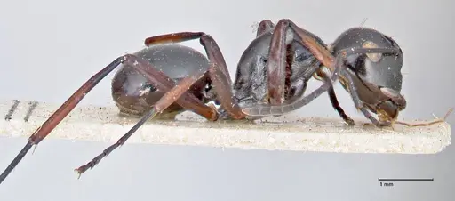 Polyrhachis aruensis specimen FOCOL2671 image focol2671_4