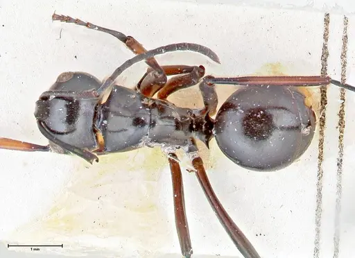 Polyrhachis aruensis specimen FOCOL2672 image focol2672_1