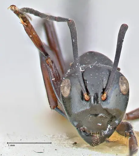 Polyrhachis aruensis specimen FOCOL2672 image focol2672_2