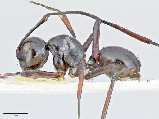 Polyrhachis aruensis specimen FOCOL2672 image focol2672_3