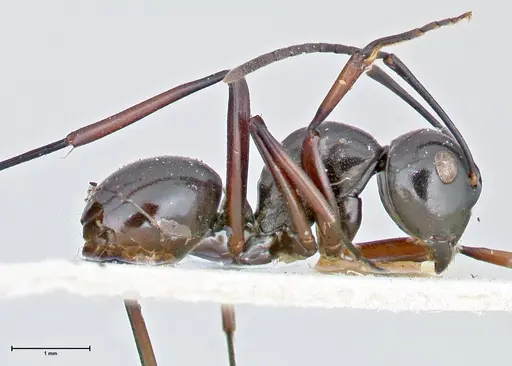 Polyrhachis aruensis specimen FOCOL2672 image focol2672_4