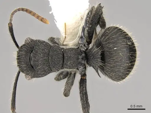 Polyrhachis asomaningi specimen CASENT0281443 image casent0281443_1