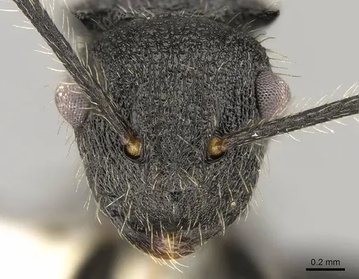 Polyrhachis asomaningi specimen CASENT0281443 image casent0281443_2