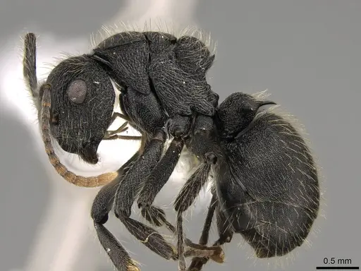 Polyrhachis asomaningi specimen CASENT0281443 image casent0281443_3