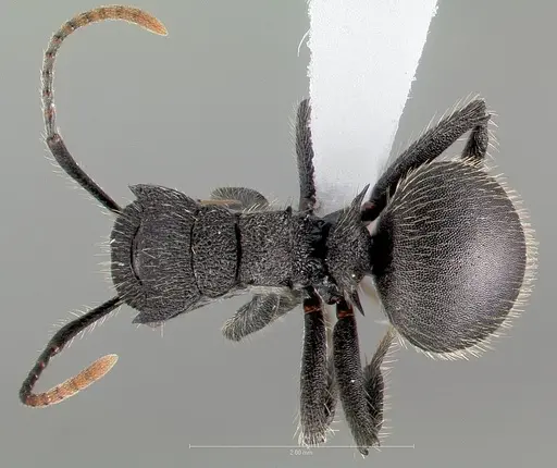 Polyrhachis asomaningi specimen CASENT0415705 image casent0415705_1