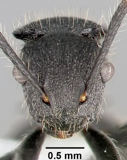 Polyrhachis asomaningi specimen CASENT0415705 image casent0415705_2