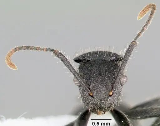 Polyrhachis asomaningi specimen CASENT0415705 image casent0415705_3