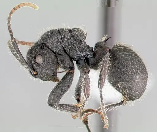 Polyrhachis asomaningi specimen CASENT0415705 image casent0415705_4