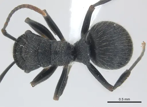 Polyrhachis asomaningi specimen CASENT0415807 image casent0415807_1