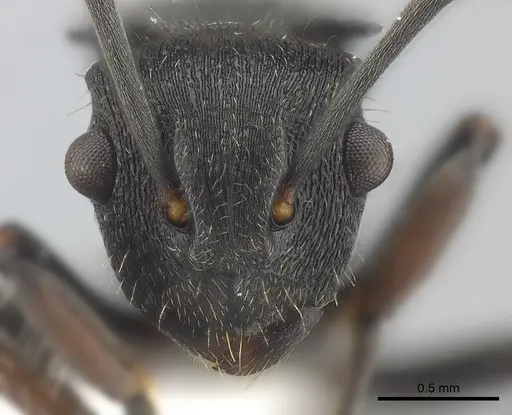 Polyrhachis asomaningi specimen CASENT0415807 image casent0415807_2