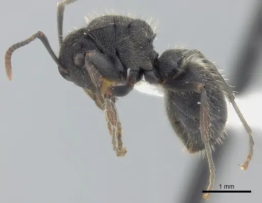 Polyrhachis asomaningi specimen CASENT0415807 image casent0415807_3