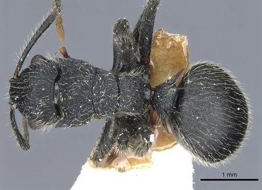Polyrhachis asomaningi specimen CASENT0903455 image casent0903455_1