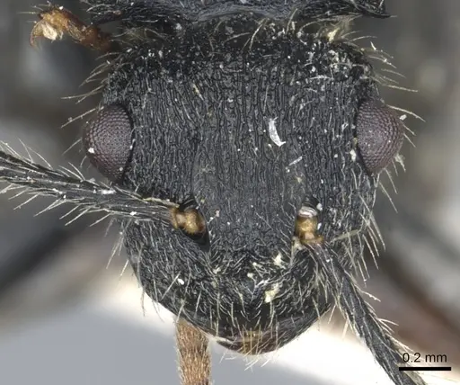 Polyrhachis asomaningi specimen CASENT0903455 image casent0903455_2