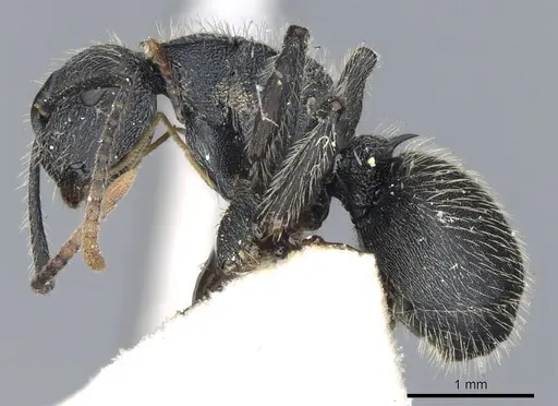 Polyrhachis asomaningi specimen CASENT0903455 image casent0903455_3