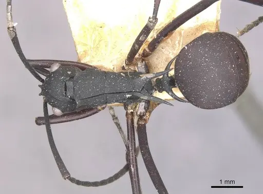 Polyrhachis aspasia specimen CASENT0910879 image casent0910879_1