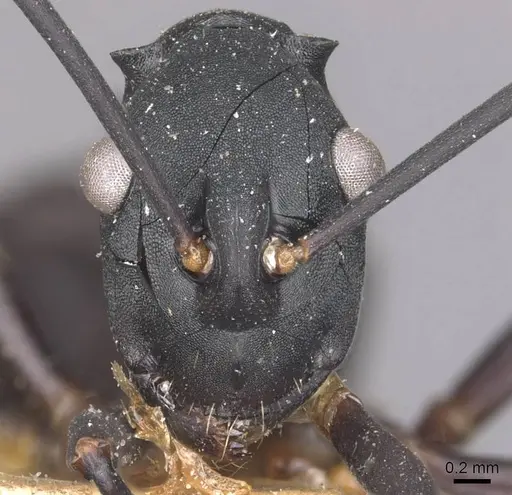 Polyrhachis aspasia specimen CASENT0910879 image casent0910879_2