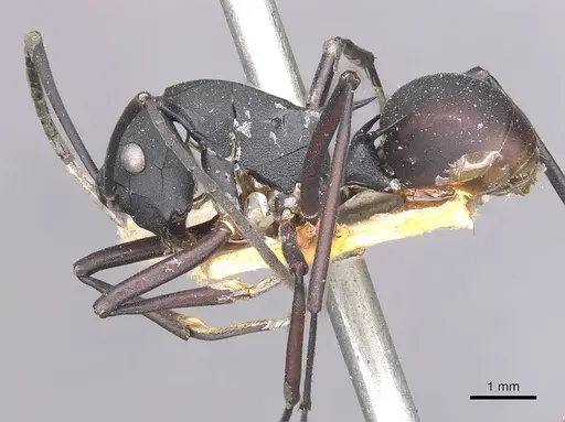Polyrhachis aspasia specimen CASENT0910879 image casent0910879_3