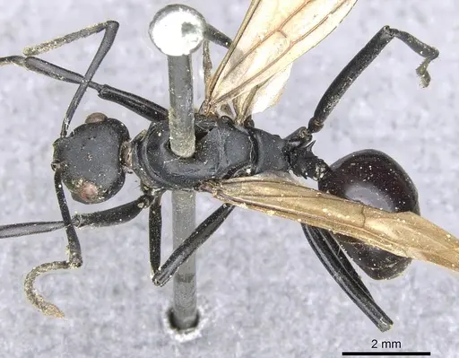 Polyrhachis atossa specimen CASENT0903330 image casent0903330_1