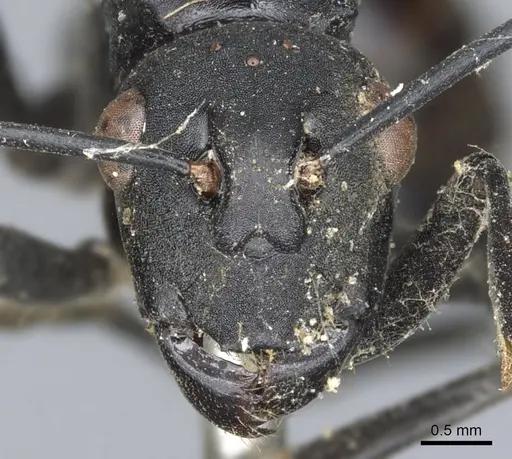 Polyrhachis atossa specimen CASENT0903330 image casent0903330_2
