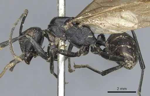 Polyrhachis atossa specimen CASENT0903330 image casent0903330_3