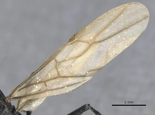 Polyrhachis atossa specimen CASENT0903330 image casent0903330_4