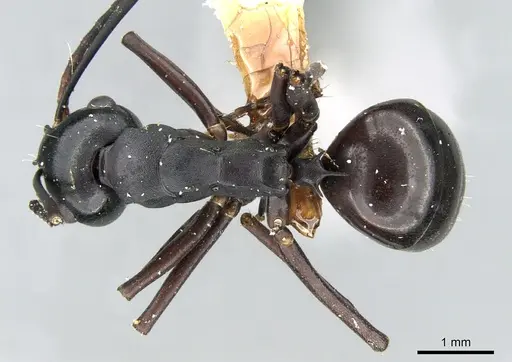 Polyrhachis atossa specimen CASENT0906582 image casent0906582_1