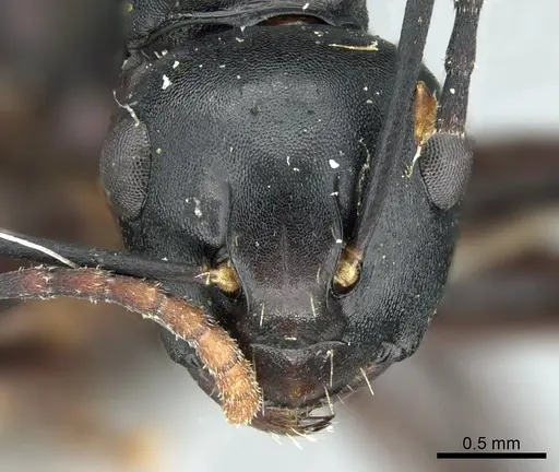 Polyrhachis atossa specimen CASENT0906582 image casent0906582_2