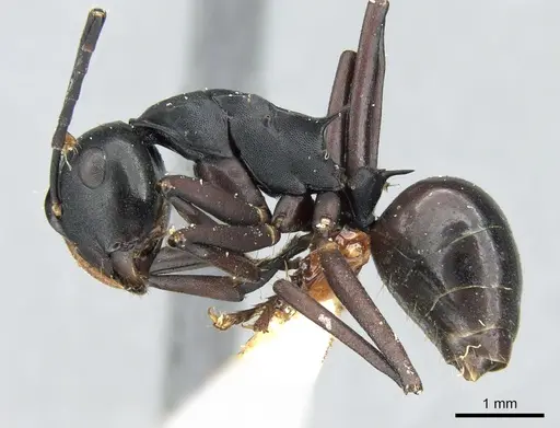 Polyrhachis atossa specimen CASENT0906582 image casent0906582_3
