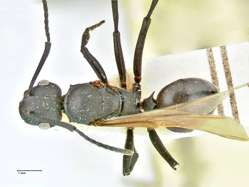Polyrhachis atossa specimen FOCOL2534 image focol2534_1