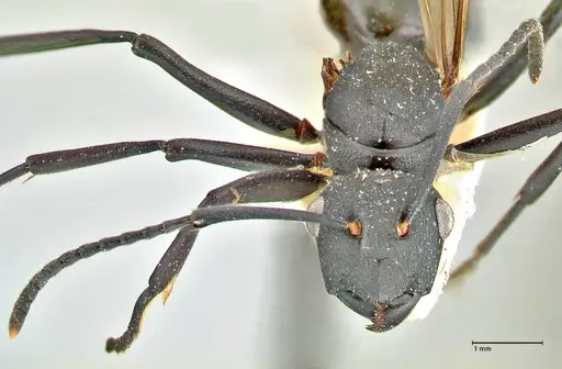 Polyrhachis atossa specimen FOCOL2534 image focol2534_2