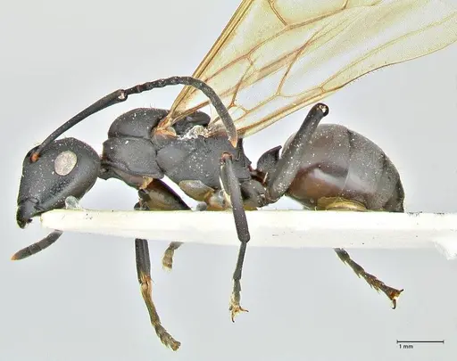 Polyrhachis atossa specimen FOCOL2534 image focol2534_3