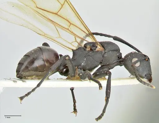 Polyrhachis atossa specimen FOCOL2534 image focol2534_4