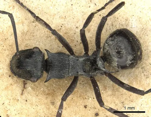 Polyrhachis atropos specimen CASENT0901840 image casent0901840_1