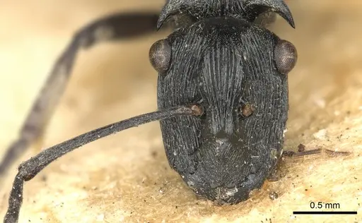 Polyrhachis atropos specimen CASENT0901840 image casent0901840_2