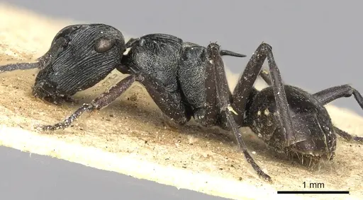 Polyrhachis atropos specimen CASENT0901840 image casent0901840_3