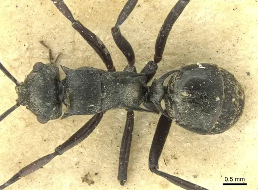 Polyrhachis atropos specimen CASENT0906732 image casent0906732_1