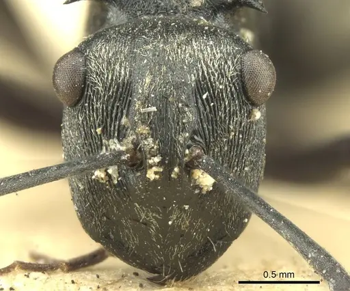 Polyrhachis atropos specimen CASENT0906732 image casent0906732_2