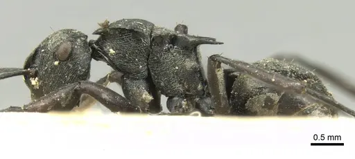Polyrhachis atropos specimen CASENT0906732 image casent0906732_3