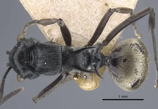 Polyrhachis atropos specimen CASENT0917186 image casent0917186_1
