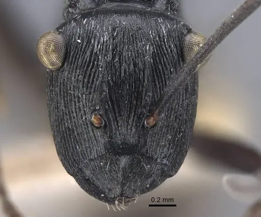 Polyrhachis atropos specimen CASENT0917186 image casent0917186_2