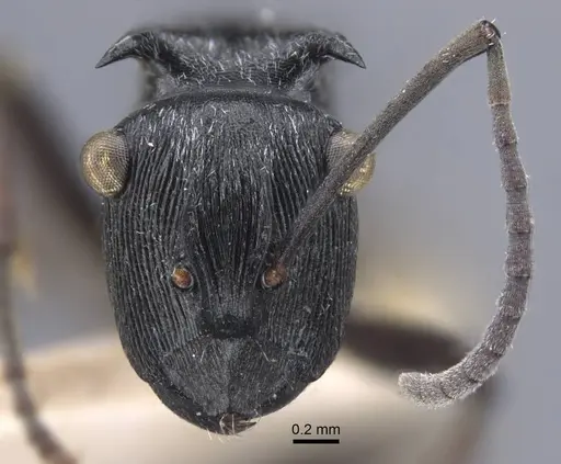 Polyrhachis atropos specimen CASENT0917186 image casent0917186_3