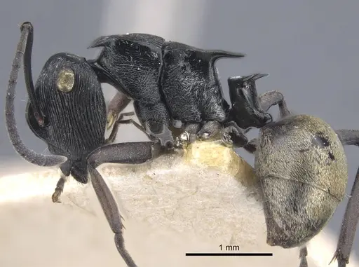 Polyrhachis atropos specimen CASENT0917186 image casent0917186_4