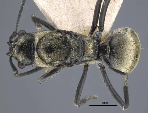 Polyrhachis atropos specimen CASENT0917187 image casent0917187_1