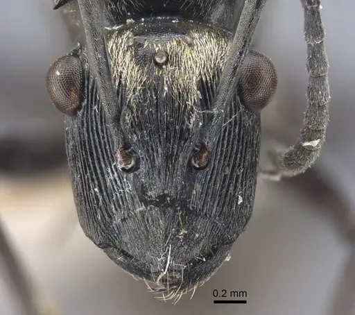 Polyrhachis atropos specimen CASENT0917187 image casent0917187_2