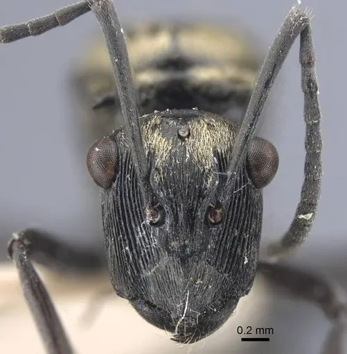 Polyrhachis atropos specimen CASENT0917187 image casent0917187_3