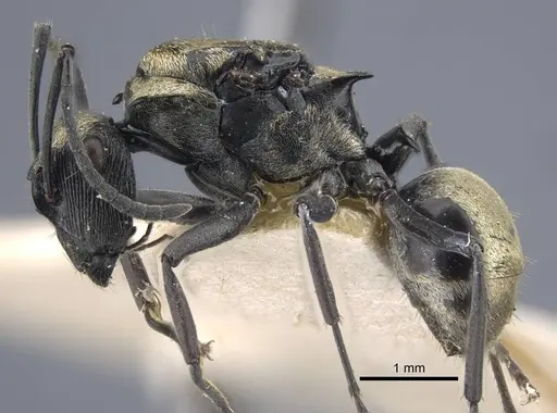 Polyrhachis atropos specimen CASENT0917187 image casent0917187_4
